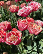 Tulip 'Queensland' - Harding & Bloom