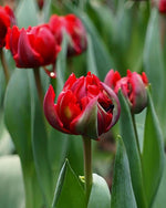 Tulip 'Rococo' Double - Harding & Bloom
