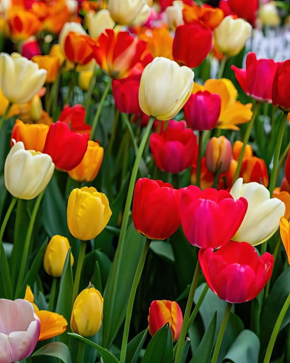 Tulip 'Triumph' Mixed