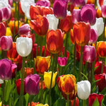 Tulip 'Triumph' Mixed - Harding & Bloom