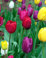 Tulip 'Triumph' Mixed - Harding & Bloom