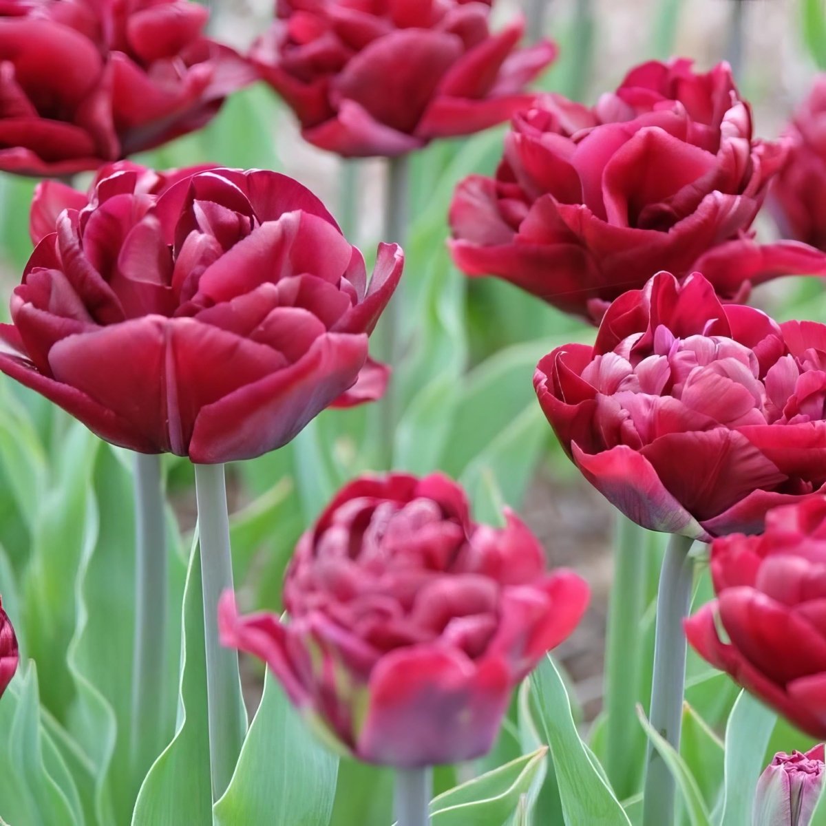 Tulip 'Uncle Tom'