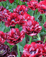 Tulip 'Uncle Tom' - Harding & Bloom