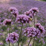 Verbena 'Bonariensis' (Purple Top Vervain) - Harding & Bloom