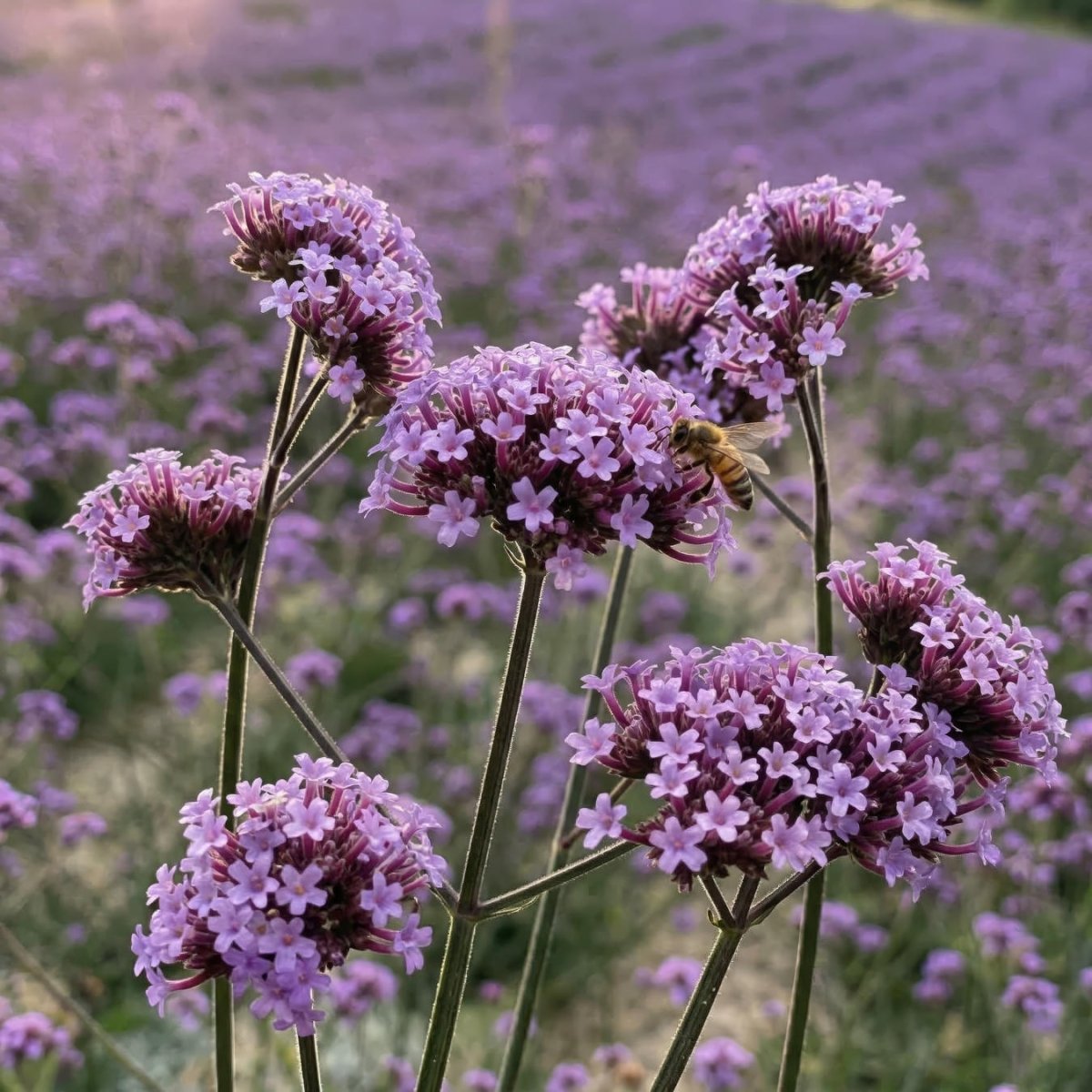 Verbena 'Bonariensis' (Purple Top Vervain) - Harding & Bloom