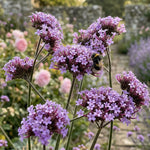 Verbena 'Bonariensis' (Purple Top Vervain) - Harding & Bloom