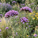 Verbena 'Bonariensis' (Purple Top Vervain) - Harding & Bloom
