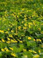 Waldsteinia ternata - Harding & Bloom