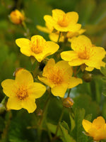 Waldsteinia ternata - Harding & Bloom