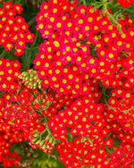 Yarrow 'Red Velvet' (Achillea) - Harding & Bloom