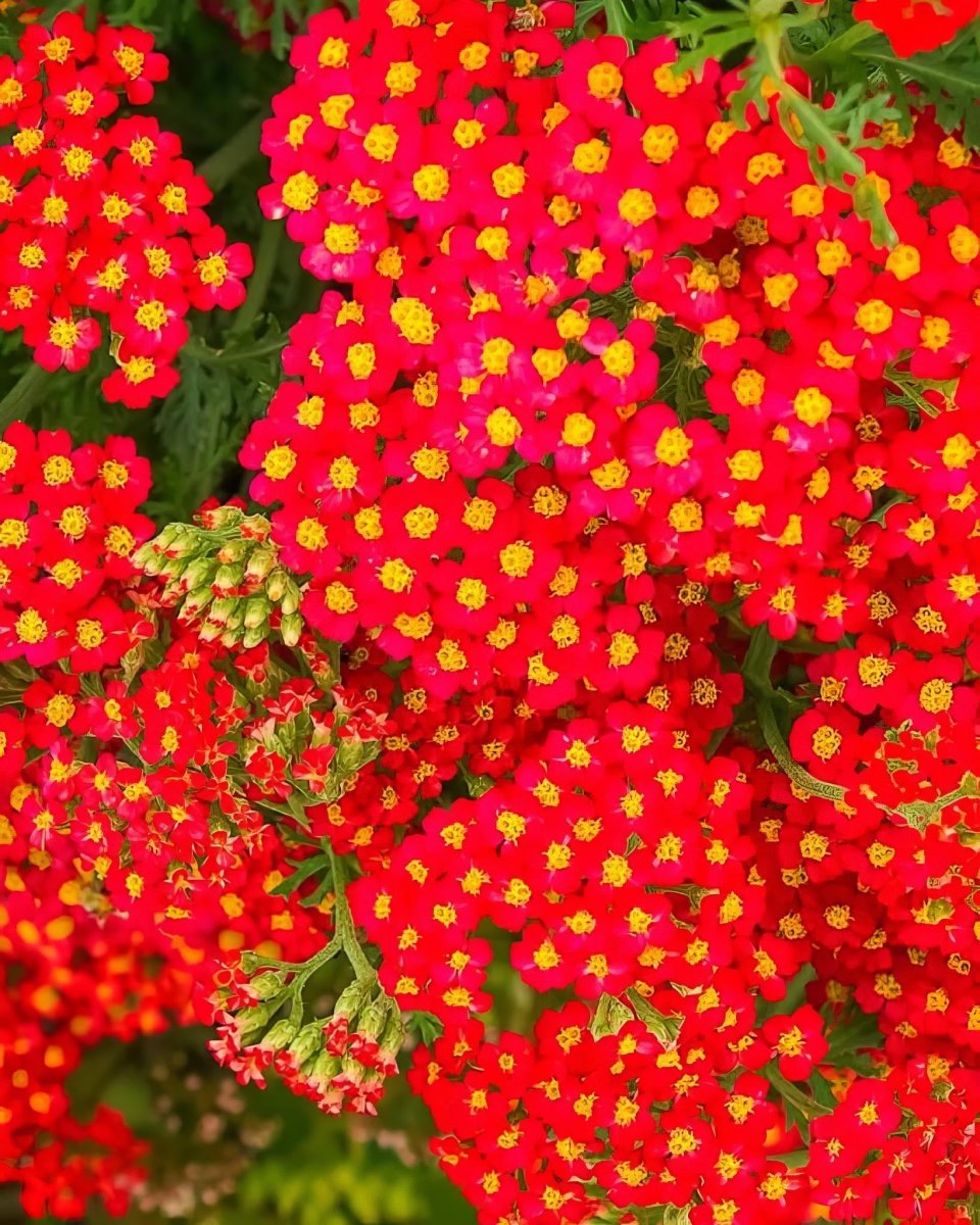 Yarrow 'Red Velvet' (Achillea) - Harding & Bloom