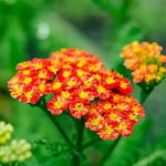 Yarrow 'Red Velvet' (Achillea) - Harding & Bloom