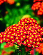Yarrow 'Red Velvet' (Achillea) - Harding & Bloom