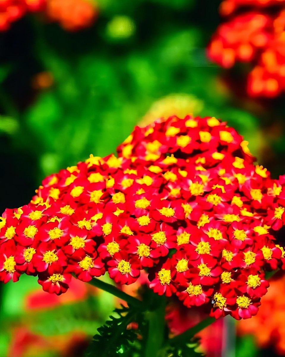 Yarrow 'Red Velvet' (Achillea) - Harding & Bloom