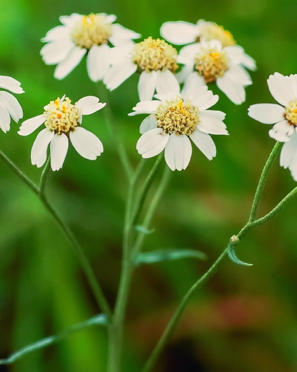 Yarrow 'The Pearl' (Achillea ptarmica) - Harding & Bloom