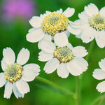 Yarrow 'The Pearl' (Achillea ptarmica) - Harding & Bloom