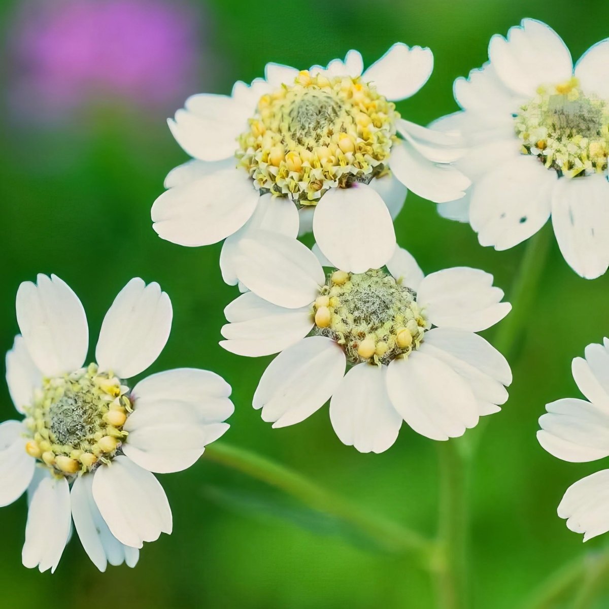 Yarrow 'The Pearl' (Achillea ptarmica) - Harding & Bloom