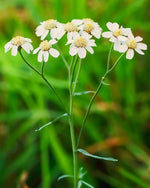Yarrow 'The Pearl' (Achillea ptarmica) - Harding & Bloom