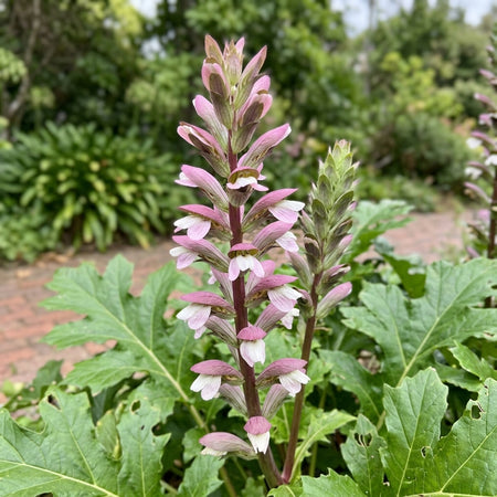 Acanthus mollis (Bear's Breeches) – perennial garden photograph 1