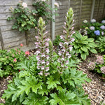 Acanthus mollis (Bear's Breeches) – perennial garden photograph 2