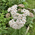 Achillea millefolium (Yarrow) – perennial garden photograph 1