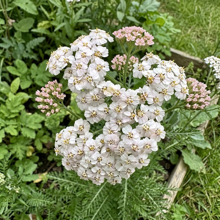 Achillea millefolium (Yarrow) – perennial garden photograph 1