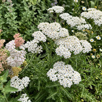 Achillea millefolium (Yarrow) – perennial garden photograph 2