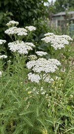 Achillea millefolium (Yarrow) – perennial garden photograph 3