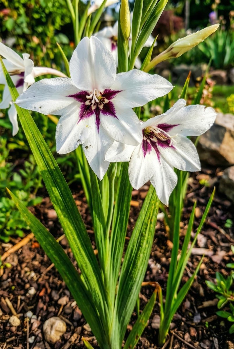 Gladiolus callianthus (Acidanthera) - Harding & Bloom