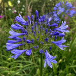 Agapanthus - ‘Dr Brouwer’ (African Lily) – perennial garden photograph 1