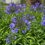 Agapanthus - ‘Dr Brouwer’ (African Lily) – perennial garden photograph 2