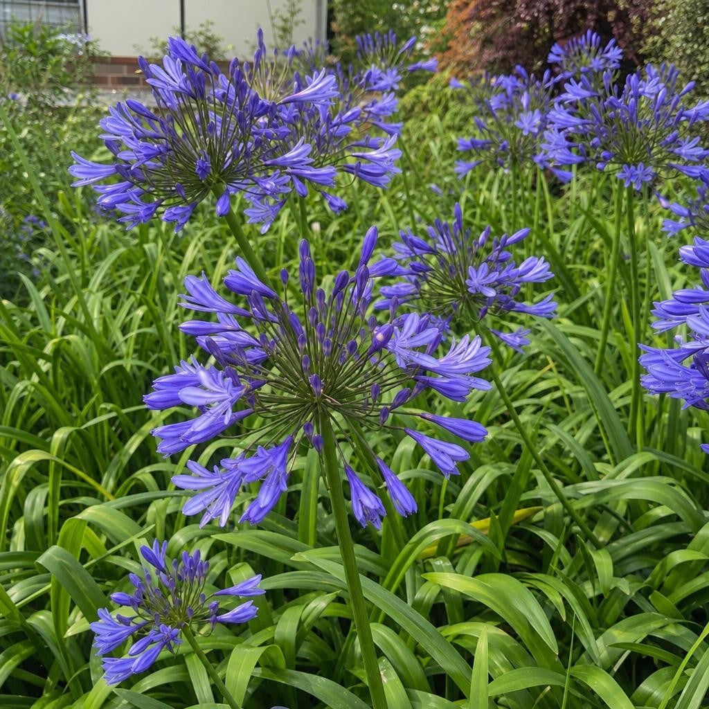 Agapanthus - ‘Dr Brouwer’ (African Lily) – perennial garden photograph 2