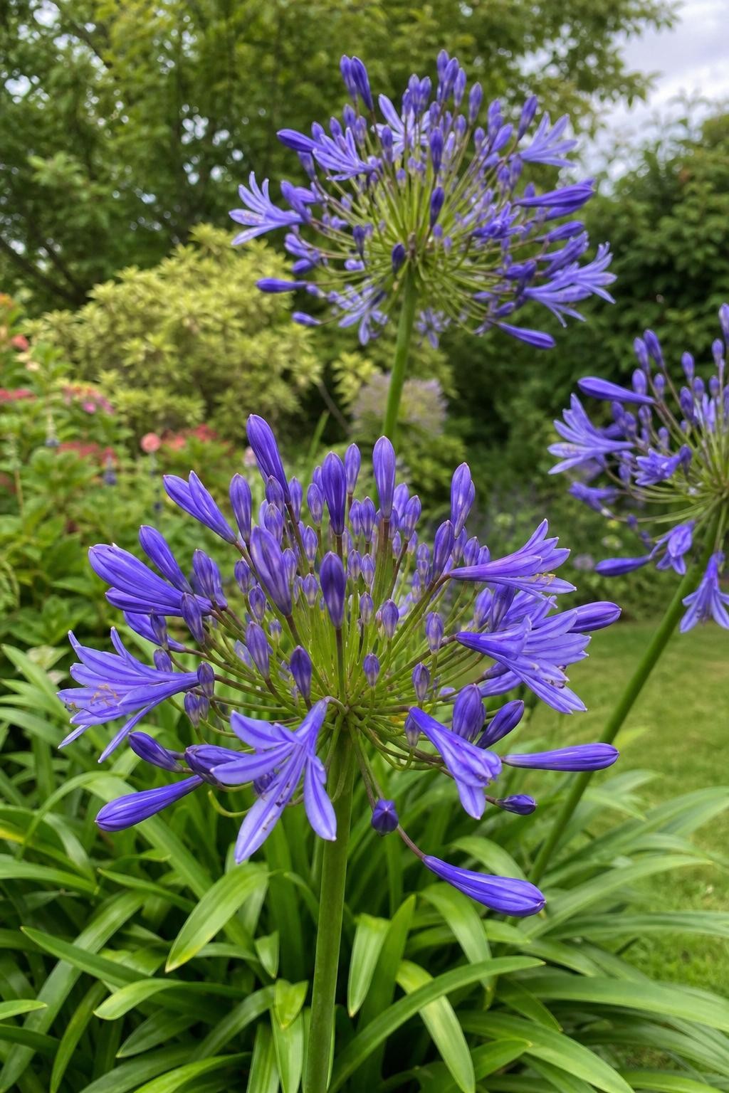 Agapanthus - ‘Dr Brouwer’ (African Lily) – perennial garden photograph 3
