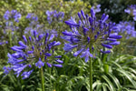 Agapanthus - ‘Dr Brouwer’ (African Lily) – perennial garden photograph 4