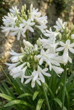 Agapanthus 'Polar Ice' (Lily of the Nile) - Harding & Bloom