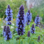 Agastache - ‘Black Adder’ (Giant Hyssop) – perennial garden photograph 1
