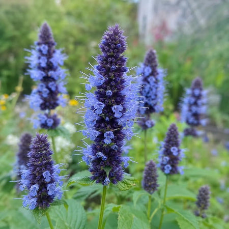 Agastache - ‘Black Adder’ (Giant Hyssop) – perennial garden photograph 1