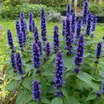 Agastache - ‘Black Adder’ (Giant Hyssop) – perennial garden photograph 2