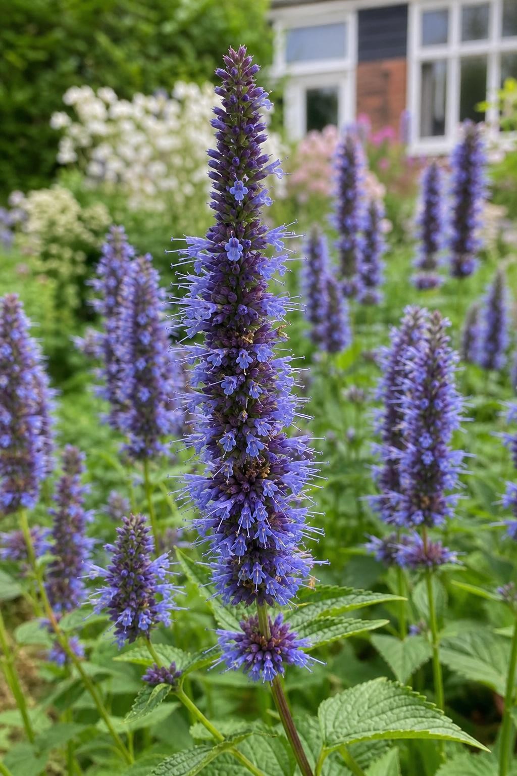 Agastache - ‘Black Adder’ (Giant Hyssop) – perennial garden photograph 3