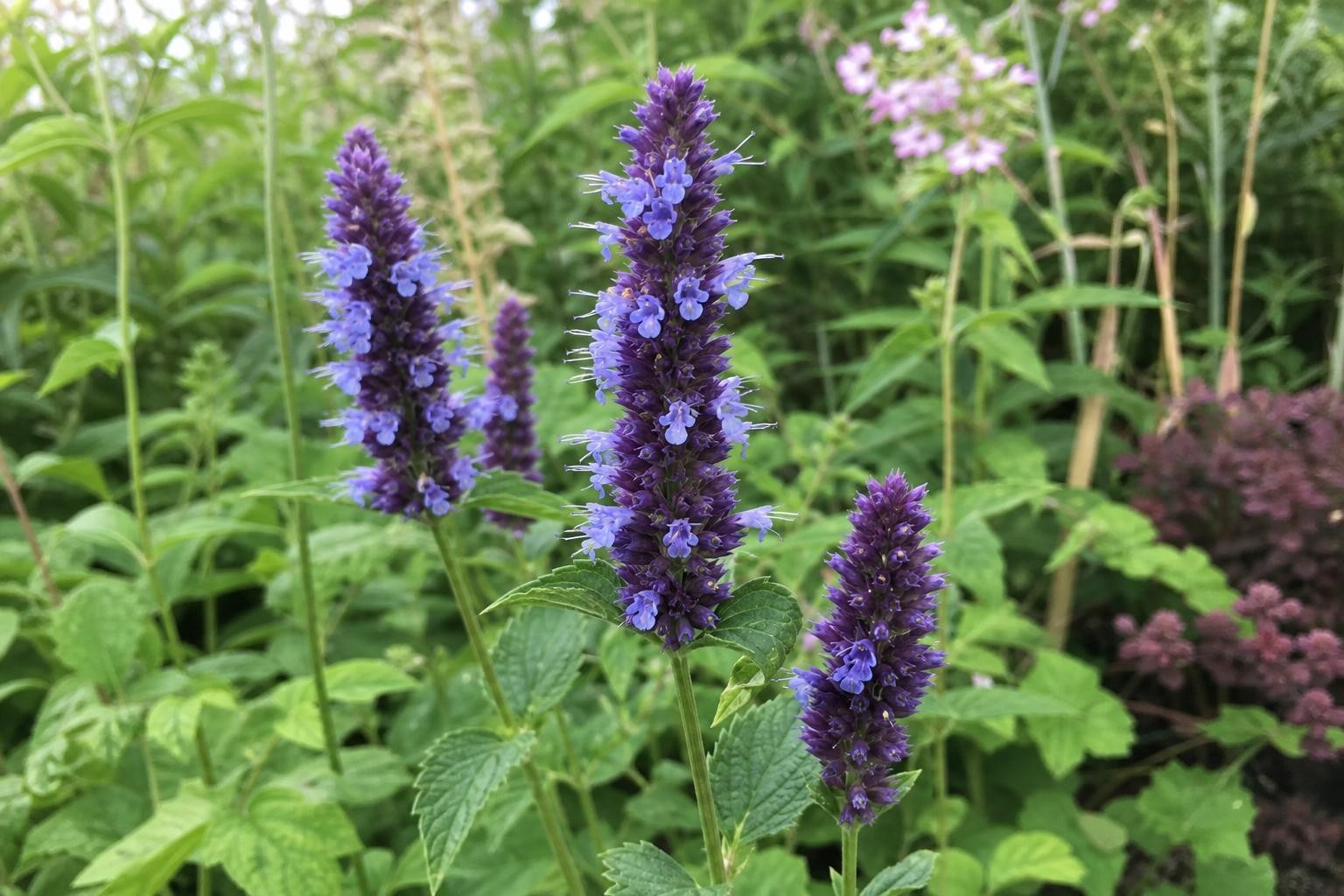 Agastache - ‘Black Adder’ (Giant Hyssop) – perennial garden photograph 4