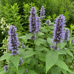 Agastache - ‘Blue Fortune’ (Giant Hyssop) – perennial garden photograph 1