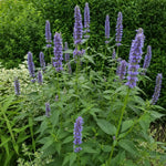 Agastache - ‘Blue Fortune’ (Giant Hyssop) – perennial garden photograph 2