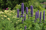 Agastache - ‘Blue Fortune’ (Giant Hyssop) – perennial garden photograph 4