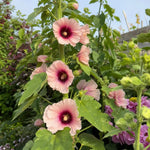 Alcea rosea - Mixed Pink Shades (Hollyhock) – perennial garden photograph 2
