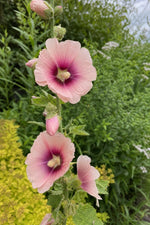 Alcea rosea - Mixed Pink Shades (Hollyhock) – perennial garden photograph 3