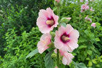 Alcea rosea - Mixed Pink Shades (Hollyhock) – perennial garden photograph 4