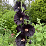 Alcea rosea - ‘Nigra’ (Hollyhock) – perennial garden photograph 1
