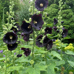 Alcea rosea - ‘Nigra’ (Hollyhock) – perennial garden photograph 2