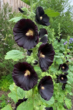 Alcea rosea - ‘Nigra’ (Hollyhock) – perennial garden photograph 3