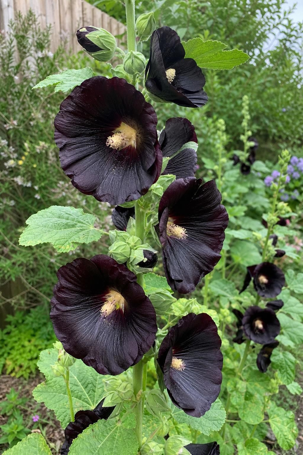 Alcea rosea - ‘Nigra’ (Hollyhock) – perennial garden photograph 3